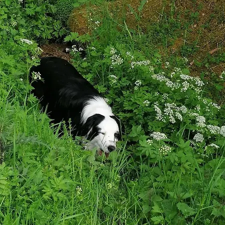 Ferienwohungen Im Kuchersbach 아파트
