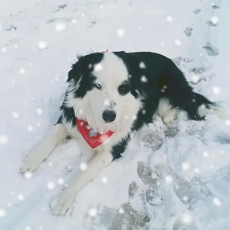 Ferienwohungen Im Kuchersbach * 호른베르크