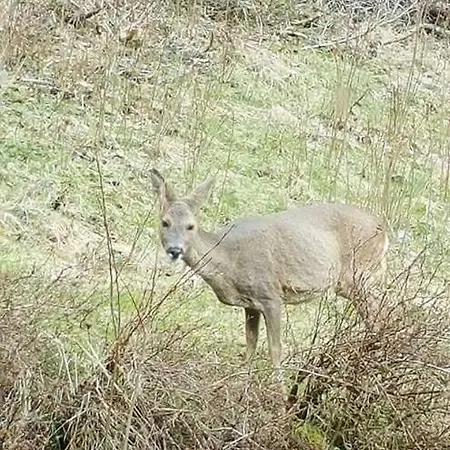 Ferienwohungen Im Kuchersbach 호른베르크
