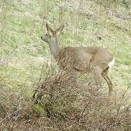 Ferienwohungen Im Kuchersbach Hornberg