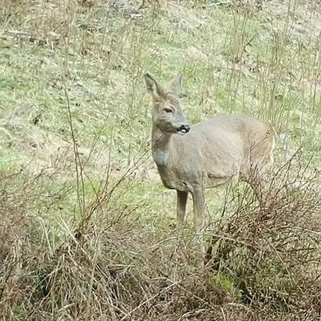 Ferienwohungen Im Kuchersbach 아파트