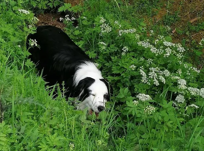 Ferienwohungen Im Kuchersbach Appartamento