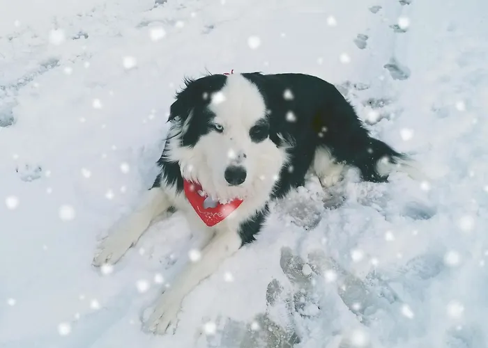 Ferienwohungen Im Kuchersbach * Hornberg